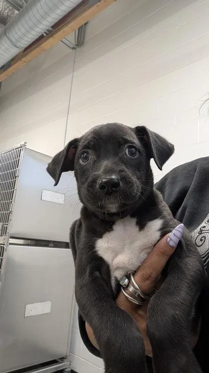 A baby small-sized male Dachshund dog named Ghostbusters for adoption in Sacramento, CA