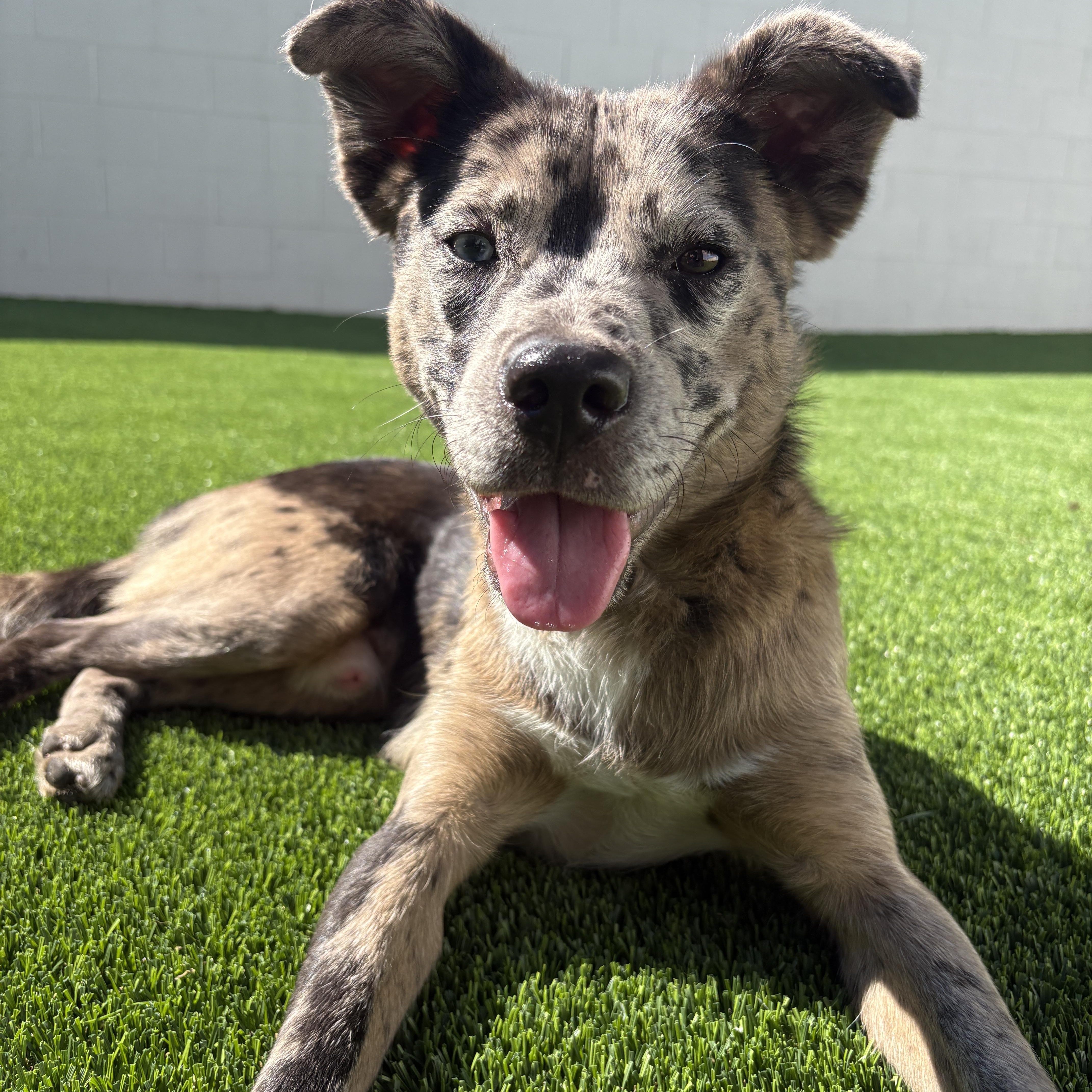 A young medium-sized male Merle (Blue) Catahoula Leopard Dog dog named Biltmore for adoption in Detroit, MI