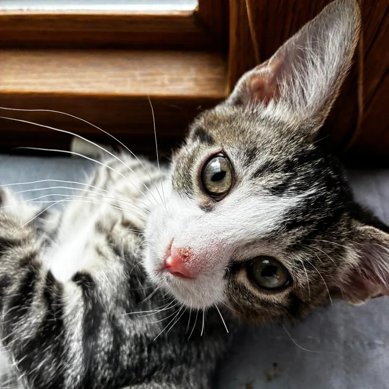 A baby small-sized male Black Domestic Short Hair cat named Zippy for adoption in Madison, WI