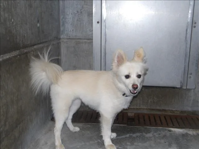 A young small-sized female Pomeranian dog named Lola for adoption in Los Angeles, CA