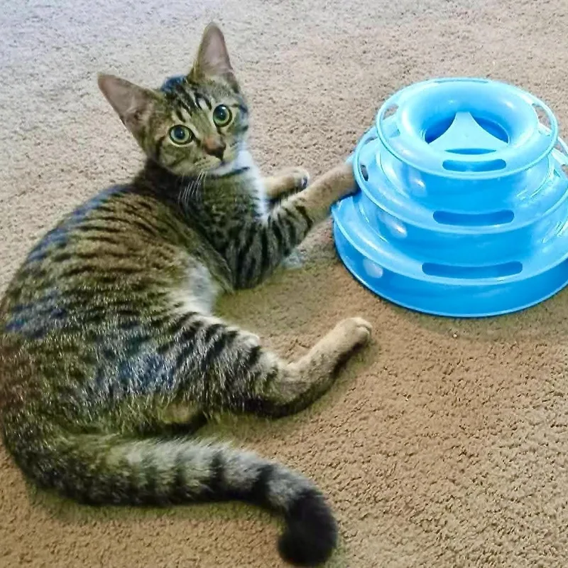 A baby small-sized male Domestic Short Hair cat named Frodo for adoption in Hoyleton, IL