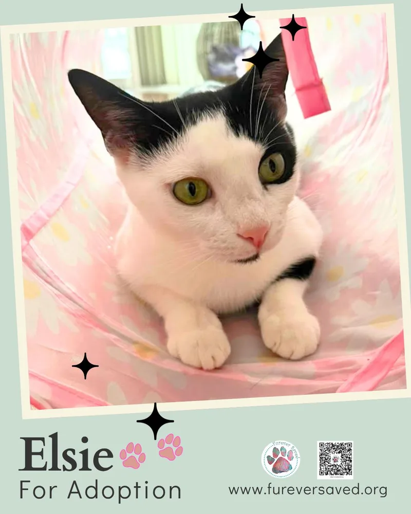 A baby small-sized female Black & White / Tuxedo Domestic Short Hair cat named Elsie for adoption in Miami, FL