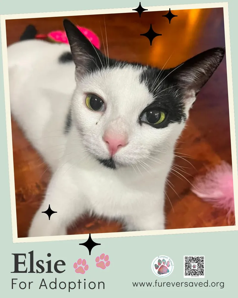 Elsie thumbnail 2