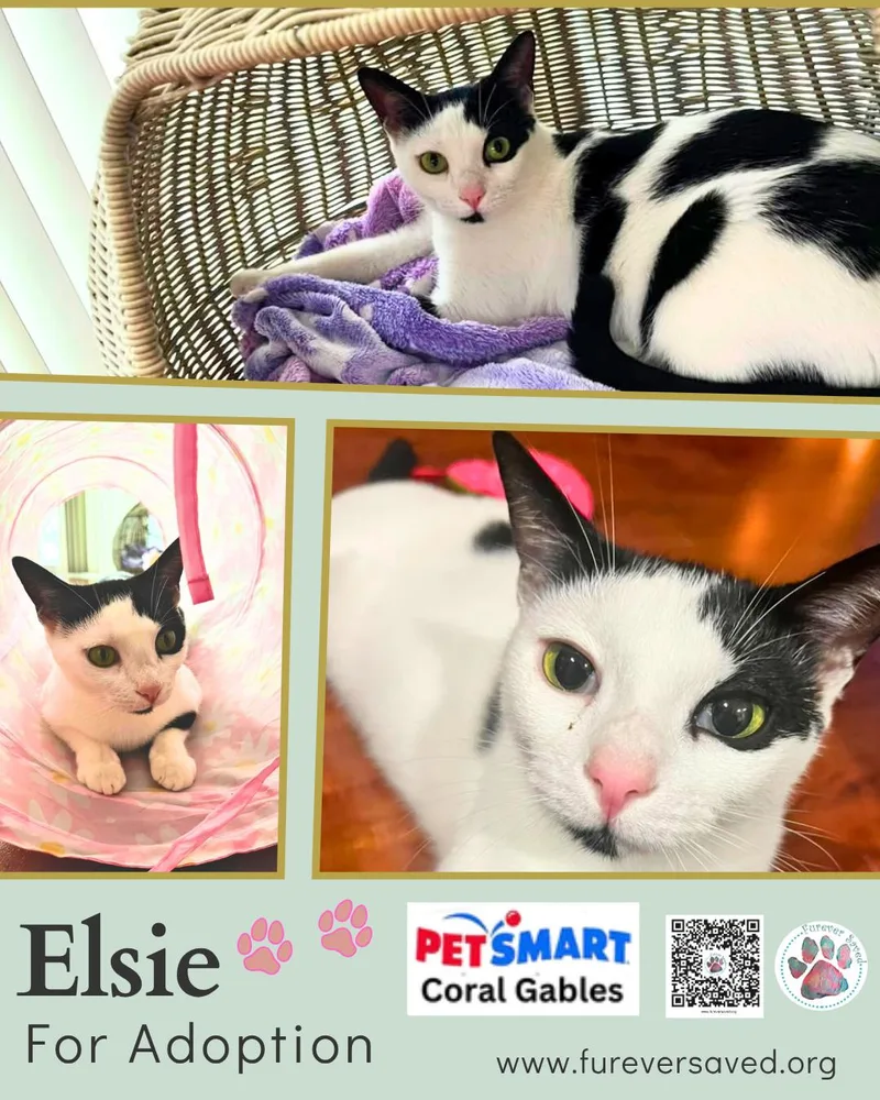 Elsie thumbnail 3