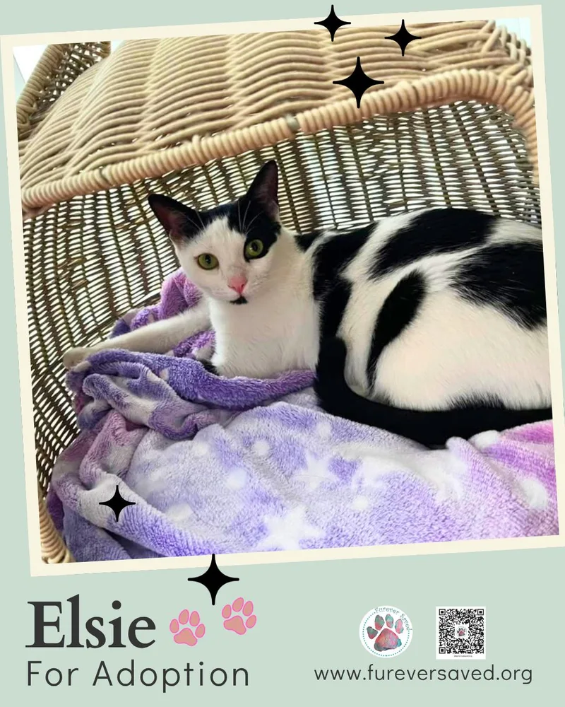 Elsie thumbnail 4