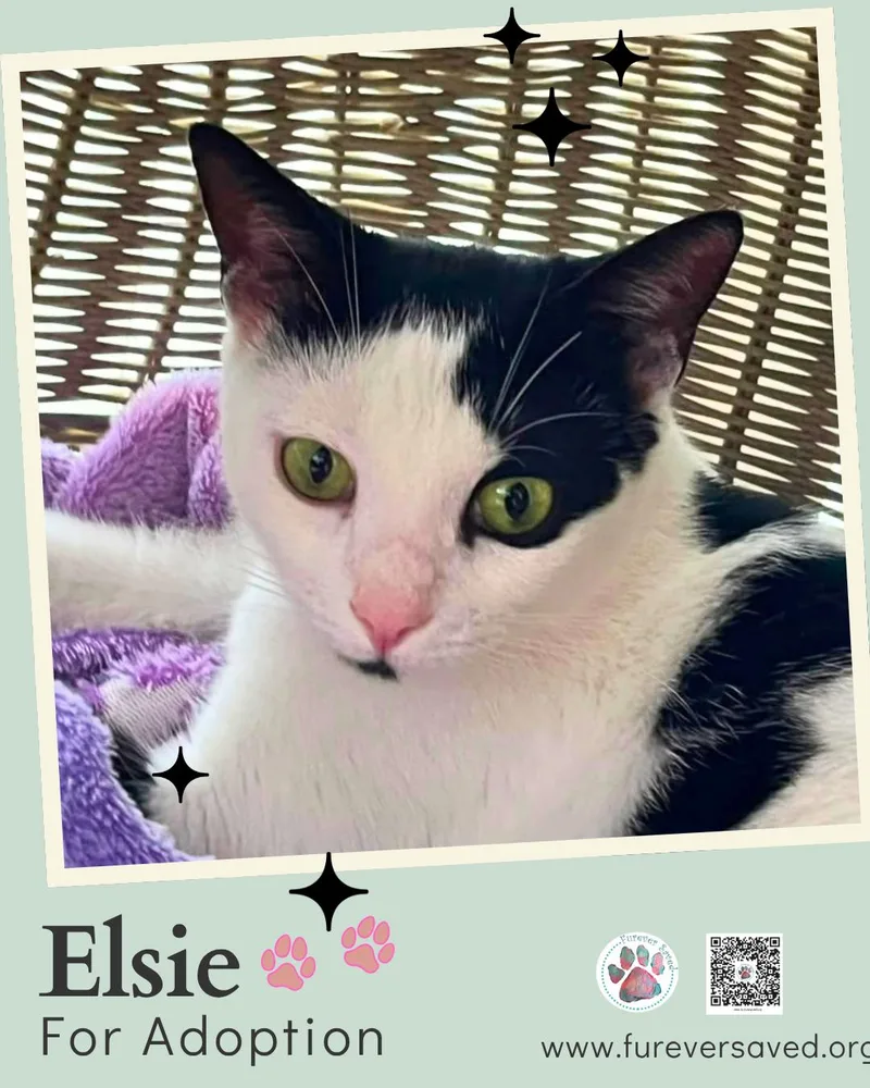 Elsie thumbnail 5