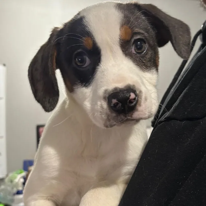 A baby medium-sized female Mixed Breed dog named Echo for adoption in Wappingers Falls, NY
