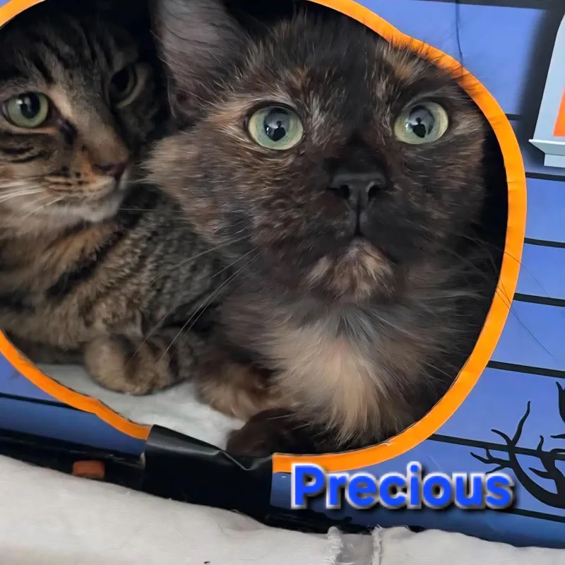 An adult small-sized female Domestic Medium Hair cat named Precious for adoption in Spring Hill, FL