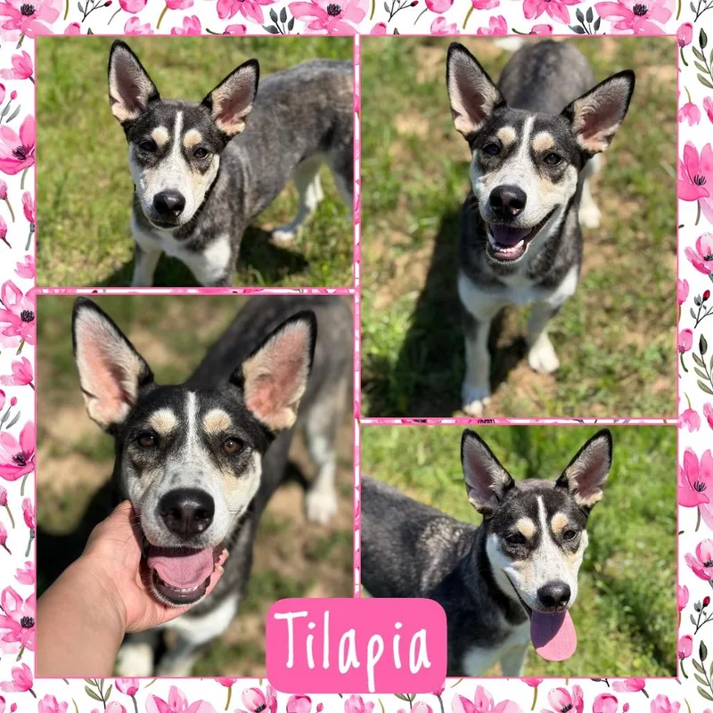 Tilapia