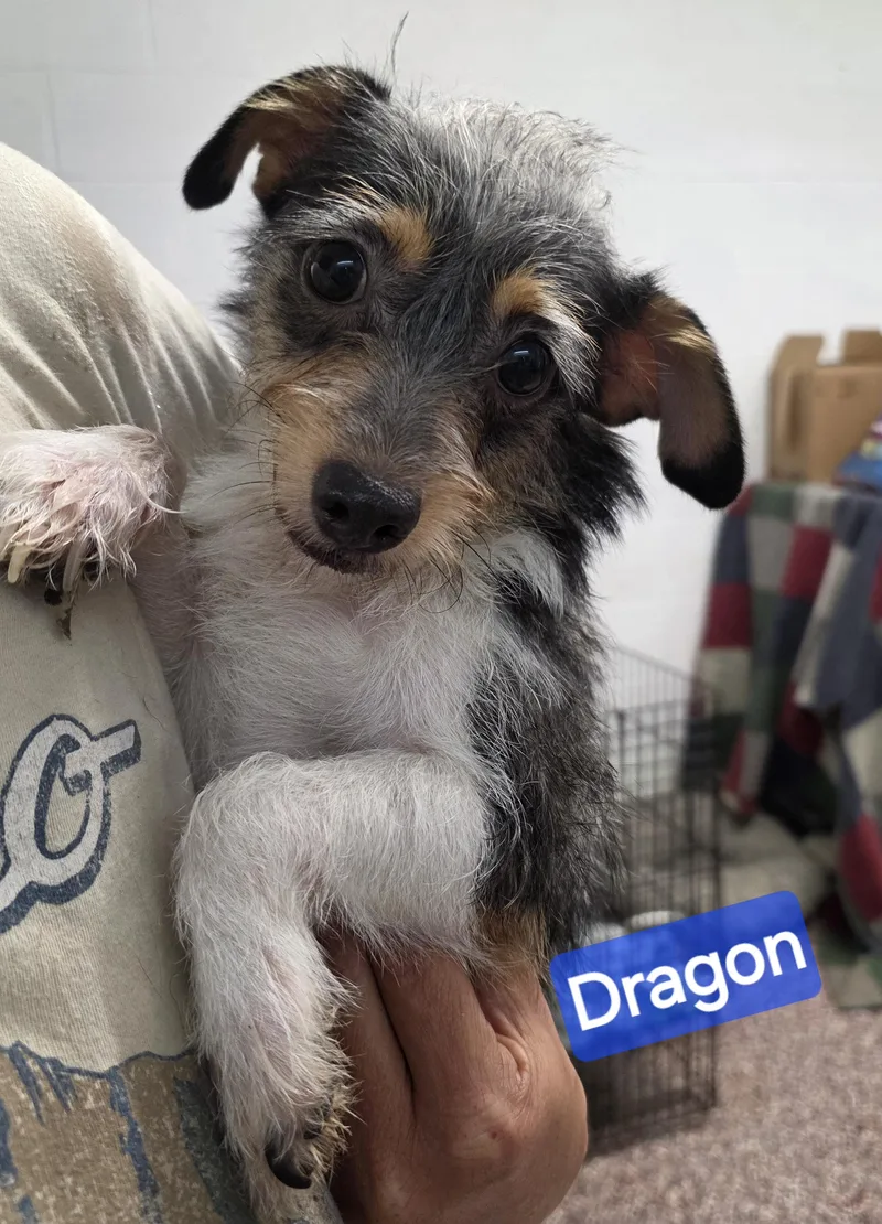 Dragon thumbnail 4