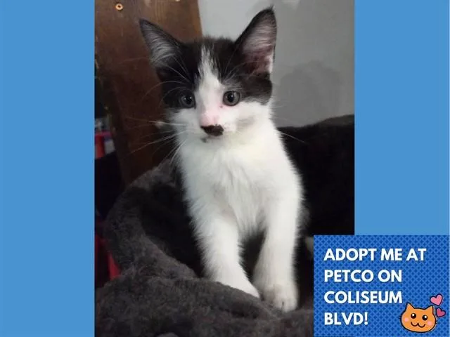 A baby small-sized female Domestic Short Hair cat named Ms. Moostache for adoption in Fort Wayne, IN