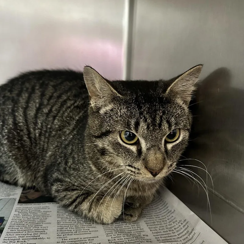 An adult small-sized male Gray / Blue / Silver Domestic Short Hair cat named Marlin for adoption in Newport, NC