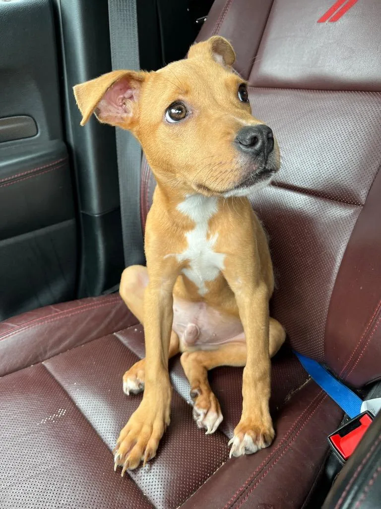 A baby medium-sized male Mixed Breed dog named Hambone for adoption in Mount Gilead, NC