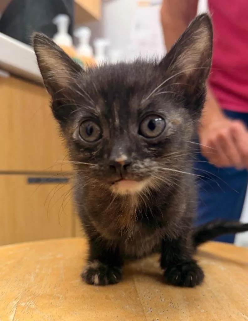 A baby small-sized female Domestic Short Hair cat named Louise for adoption in Hartsville, SC