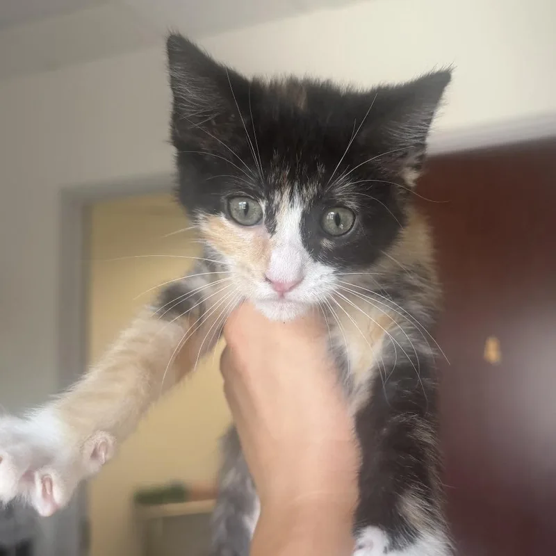 A baby small-sized female Calico Domestic Short Hair cat named Conditioner for adoption in St. Paul, MN