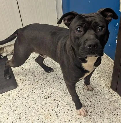 An adult medium-sized male Pit Bull Terrier dog named Harlen for adoption in Atlanta, GA