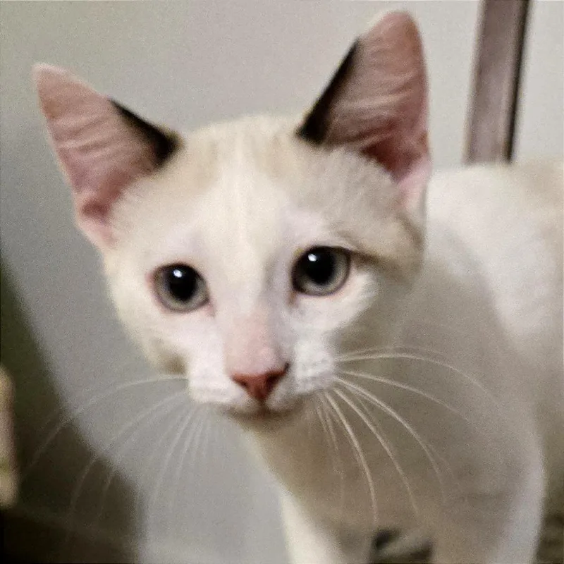 A baby small-sized male White Domestic Short Hair cat named Gifted Grapes for adoption in Austin, TX