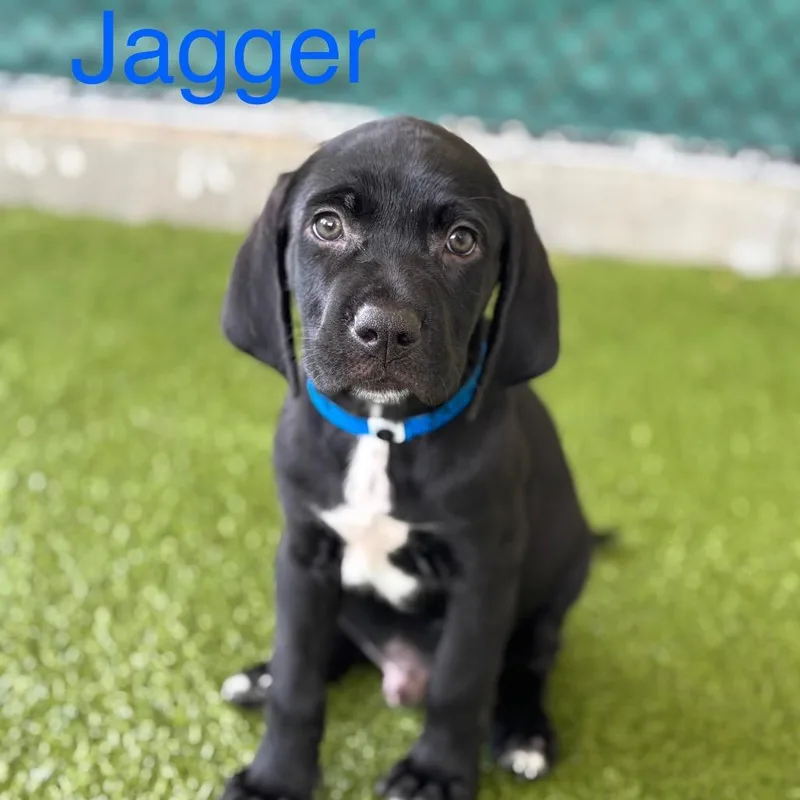 A baby large-sized male Black Labrador Retriever dog named Jagger for adoption in Wellington, FL
