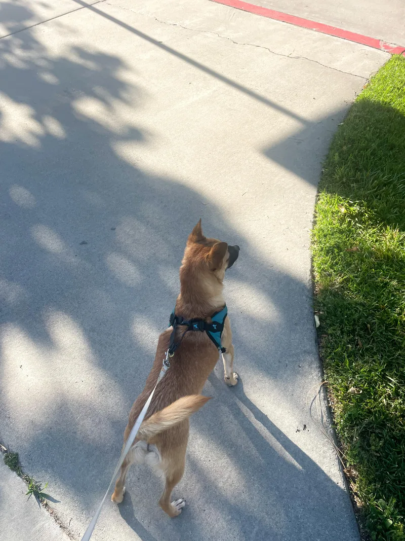 A baby small-sized male Apricot / Beige Chihuahua dog named Drew for adoption in West Hollywood, CA