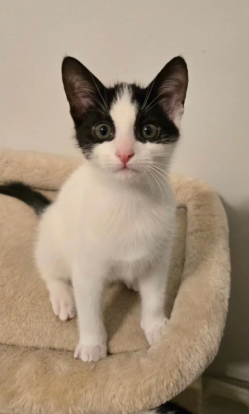 A baby small-sized male Black & White / Tuxedo Tuxedo cat named Puffin for adoption in Brighton, MI