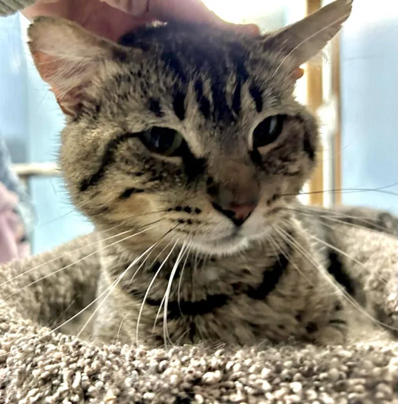 An adult medium-sized male Domestic Short Hair cat named Bruce for adoption in Champaign, IL