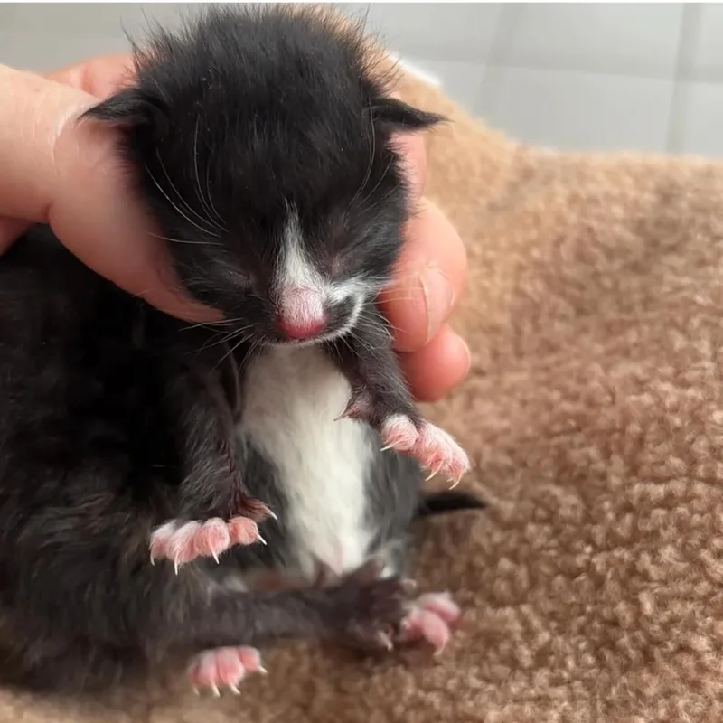 A baby small-sized male Black Domestic Short Hair cat named Frederic for adoption in Monroe, MI
