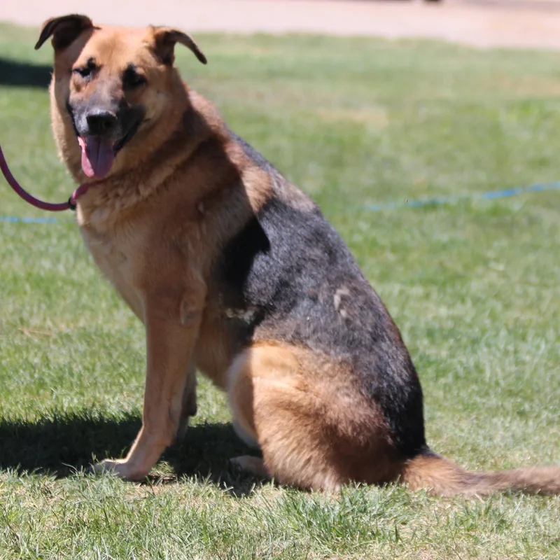 An adult medium-sized male Black German Shepherd Dog dog named Beau for adoption in Pearce, AZ