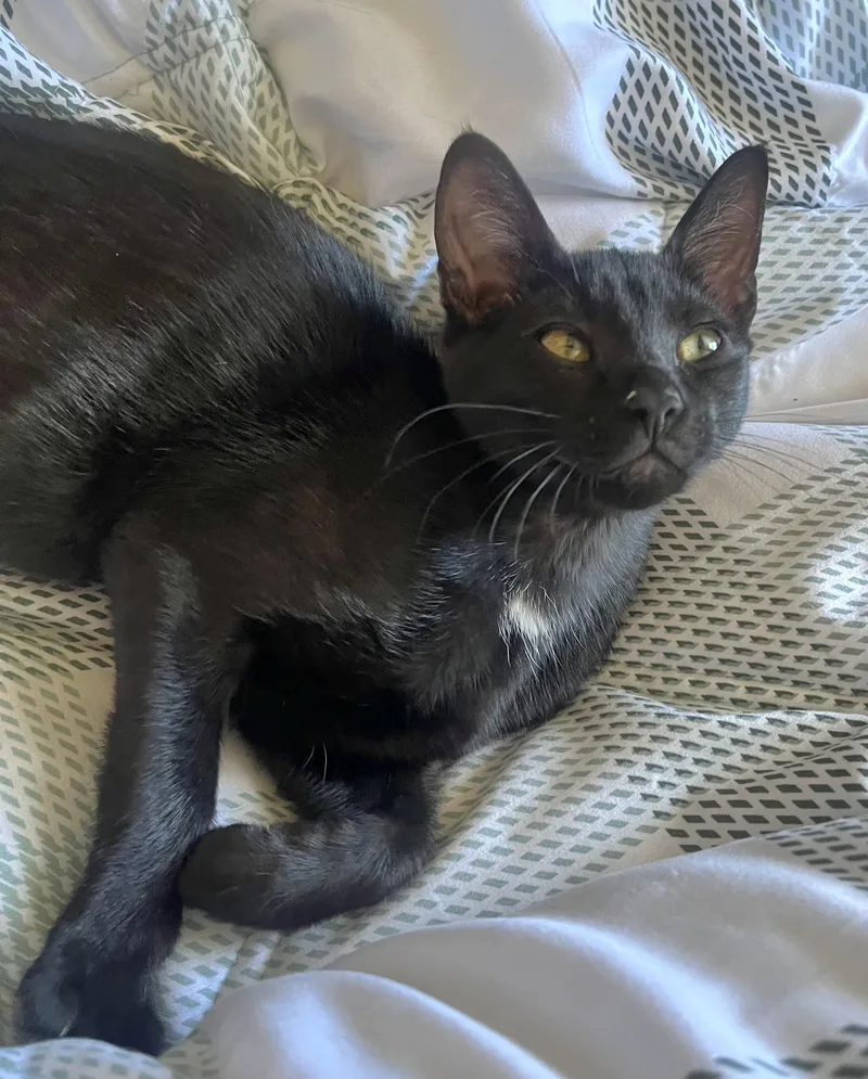 A baby medium-sized female Black & White / Tuxedo Domestic Short Hair cat named Luna for adoption in Springfield, OR