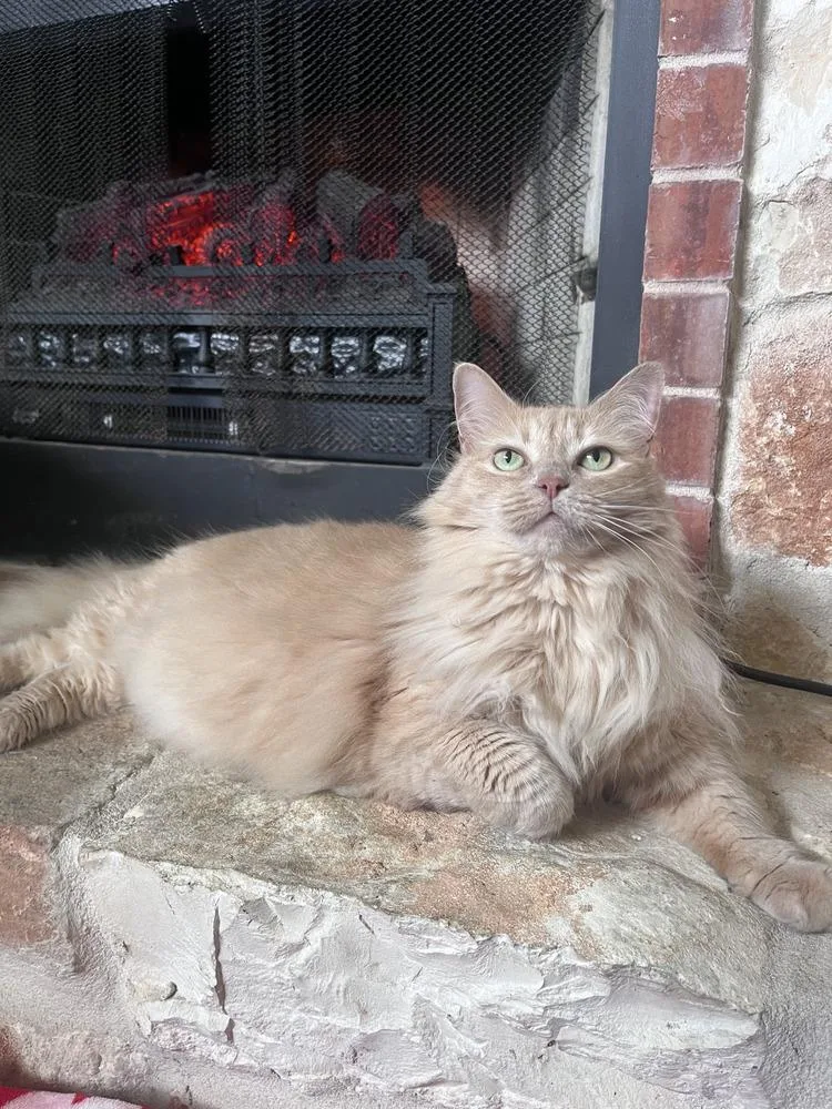 An adult large-sized female Domestic Medium Hair cat named Momo for adoption in Dallas, TX