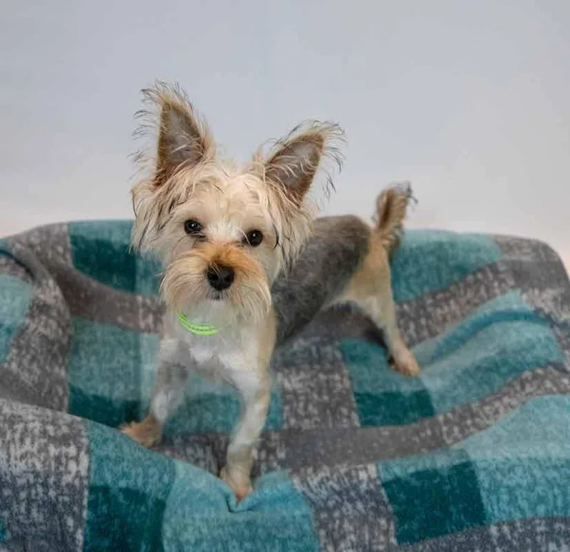 A young small-sized female Yorkshire Terrier dog named Samantha for adoption in Kennesaw, GA