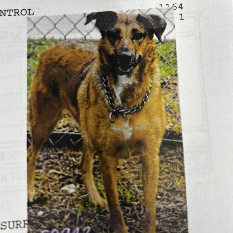 An adult medium-sized female Red / Chestnut / Orange German Shepherd Dog dog named Winifred for adoption in Jupiter, FL