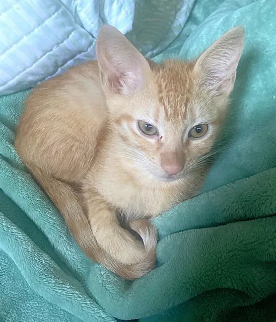 A baby small-sized male Domestic Short Hair cat named Mango for adoption in Sacramento, CA