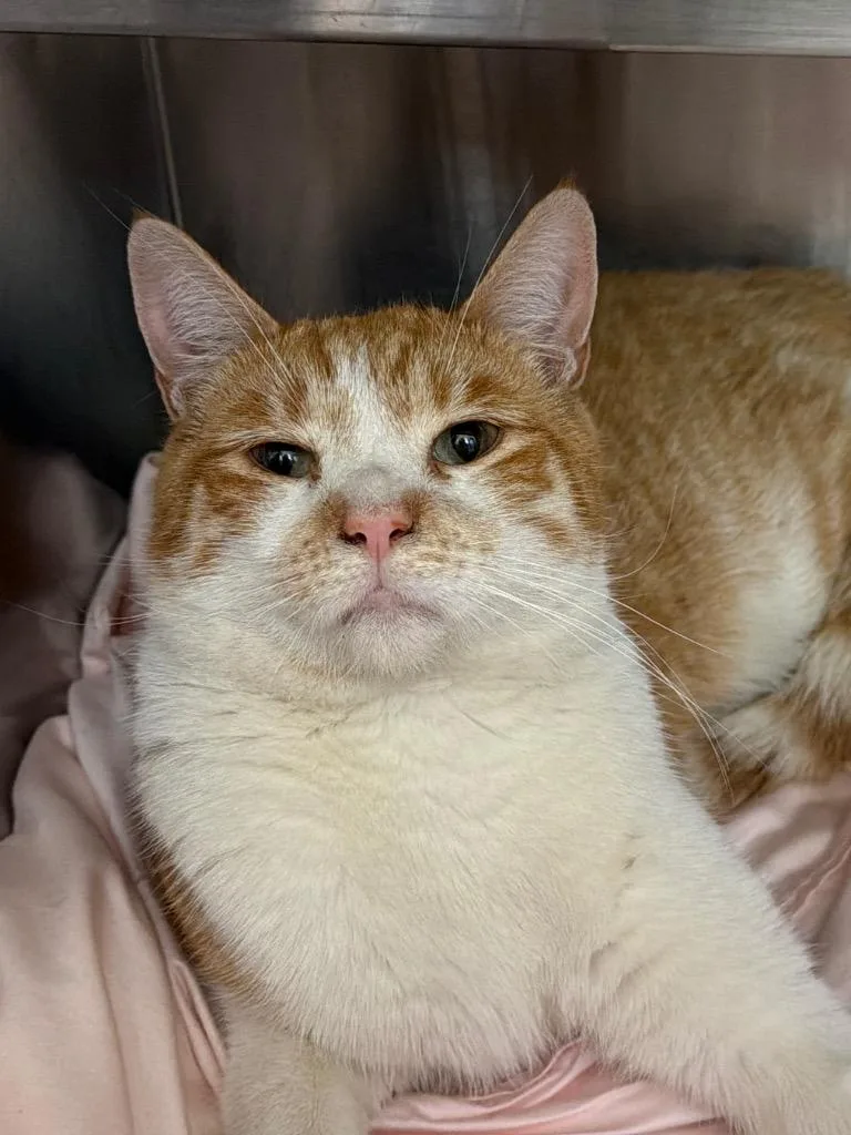 A young medium-sized male Domestic Short Hair cat named Butters for adoption in Pomona, NY