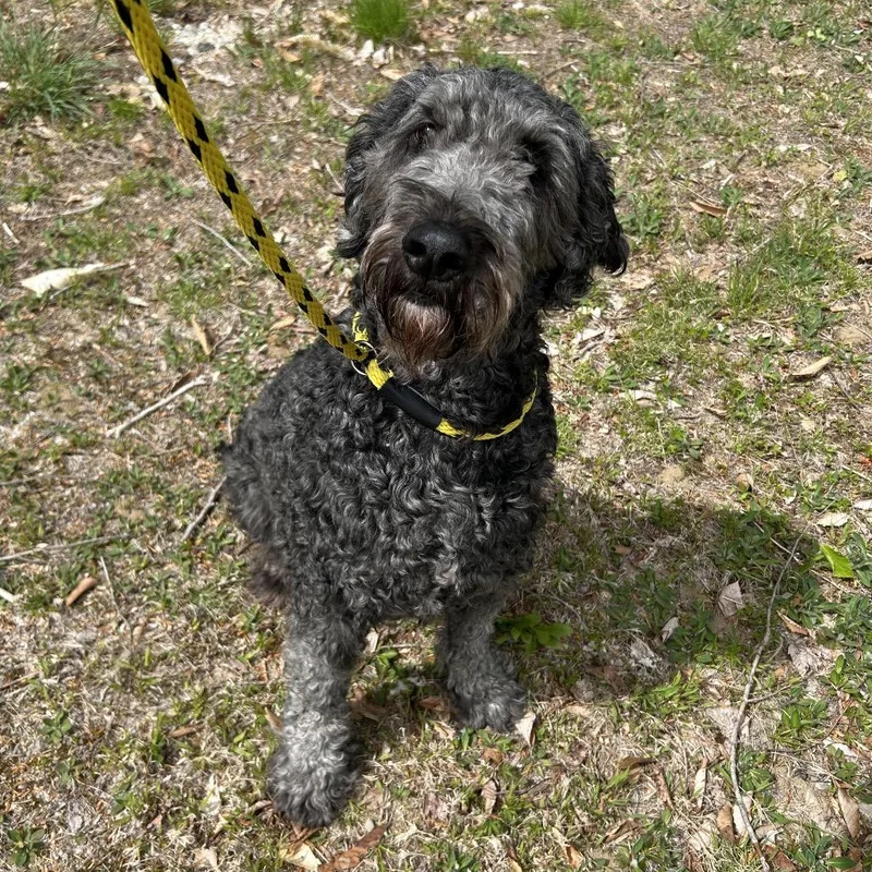 An adult large-sized male Black Poodle dog named Bean for adoption in Conway, NH