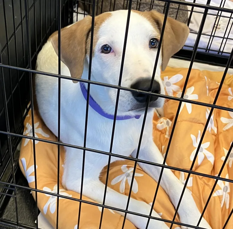 A young medium-sized male Brown / Chocolate Hound dog named Duke for adoption in Parma, OH