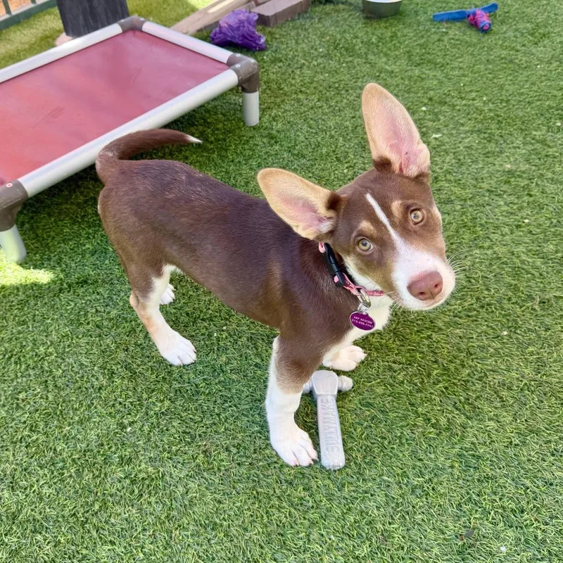 A baby small-sized female Brown / Chocolate Husky dog named Libby for adoption in Agoura Hills, CA
