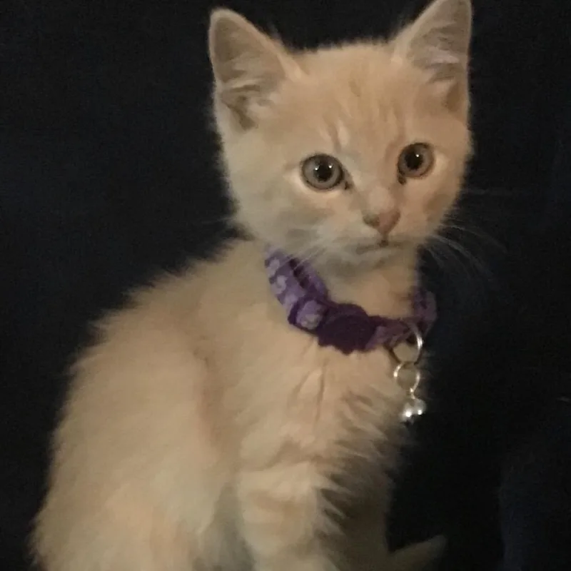 A baby small-sized female Buff / Tan / Fawn Domestic Medium Hair cat named Hedley for adoption in Fredericksburg, VA