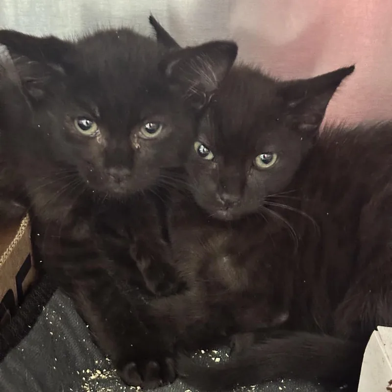 A baby small-sized male Black Domestic Short Hair cat named Love Actually for adoption in Westminster, CA