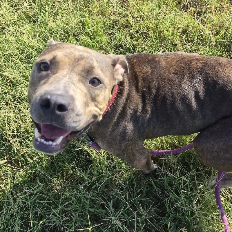 An adult medium-sized female Brindle Pit Bull Terrier dog named Lilo for adoption in Cleveland, MS