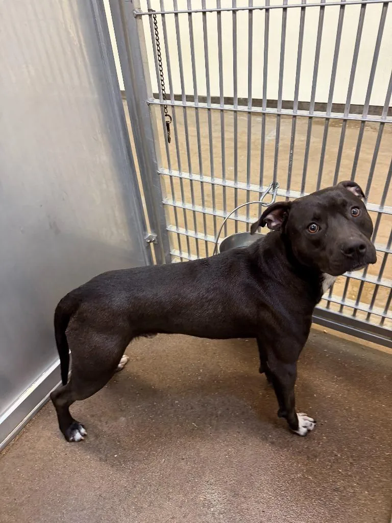 Dog Kennel  Diesel thumbnail 2