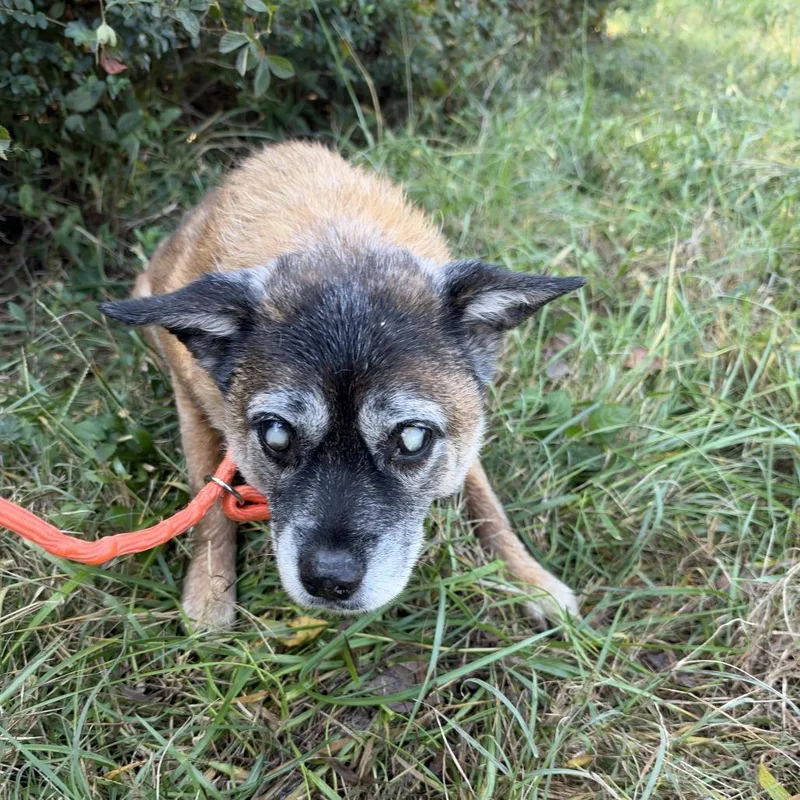 A senior medium-sized female Brown / Chocolate Shepherd dog named Chloe for adoption in Collinsville , OK