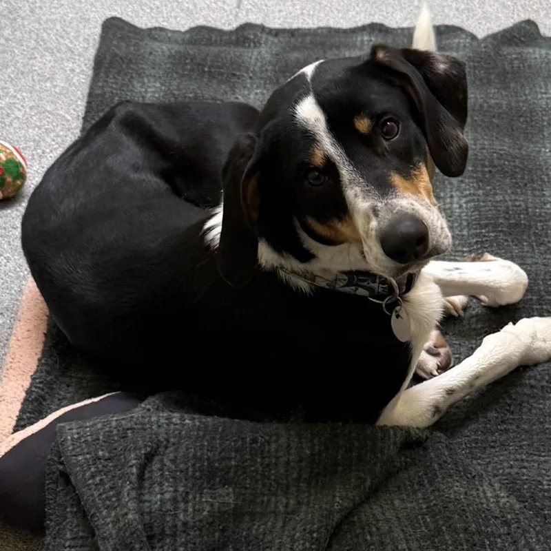 A young medium-sized male Black Treeing Walker Coonhound dog named Tomray for adoption in Cedaredge, CO