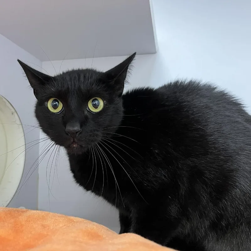 An adult large-sized female Black Domestic Short Hair cat named Creole for adoption in Lyndhurst, VA