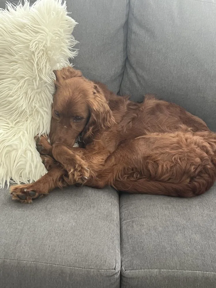 A young medium-sized female Red / Chestnut / Orange Irish Setter dog named Nova for adoption in Studio City, CA