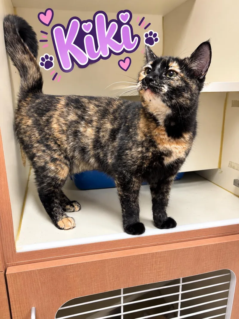An adult medium-sized female Calico cat named Kiki for adoption in Quincy, WA