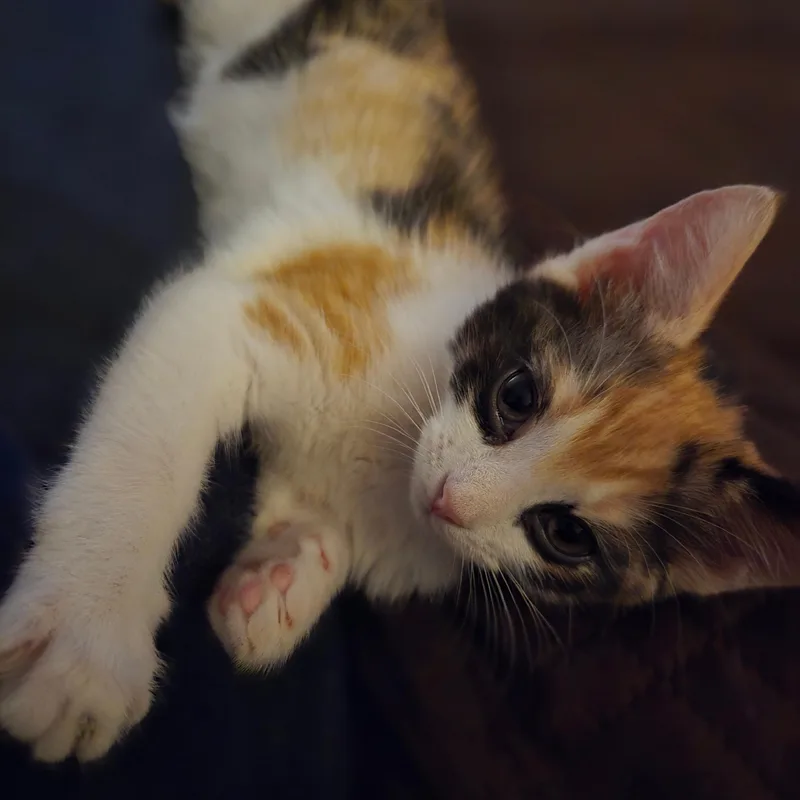 A baby small-sized female Calico Domestic Short Hair cat named Amaretto for adoption in Richmond, VA
