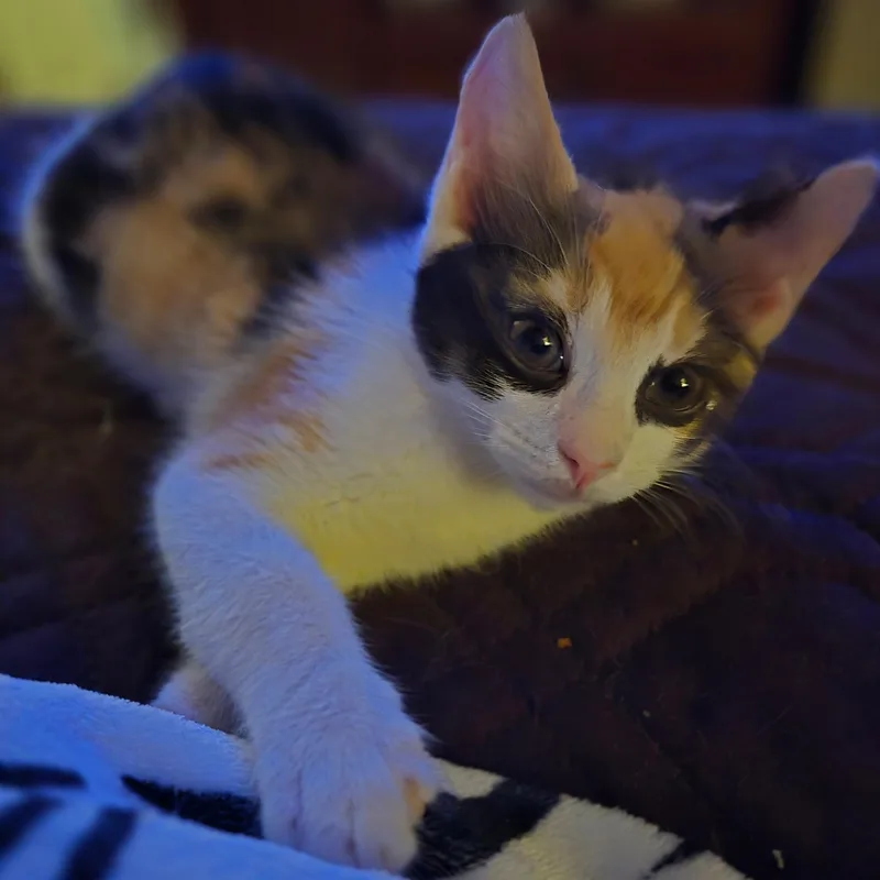 Amaretto thumbnail 2