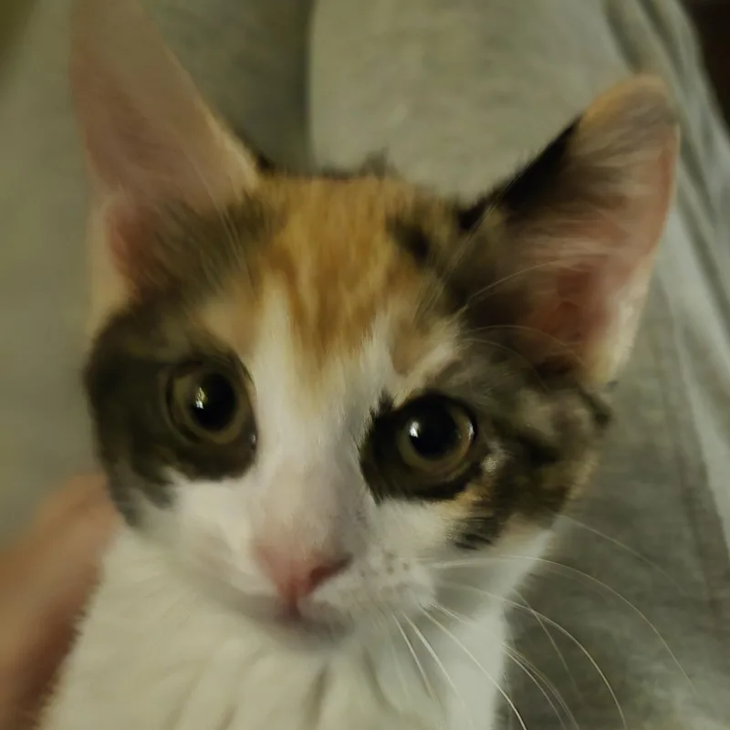 Amaretto thumbnail 3