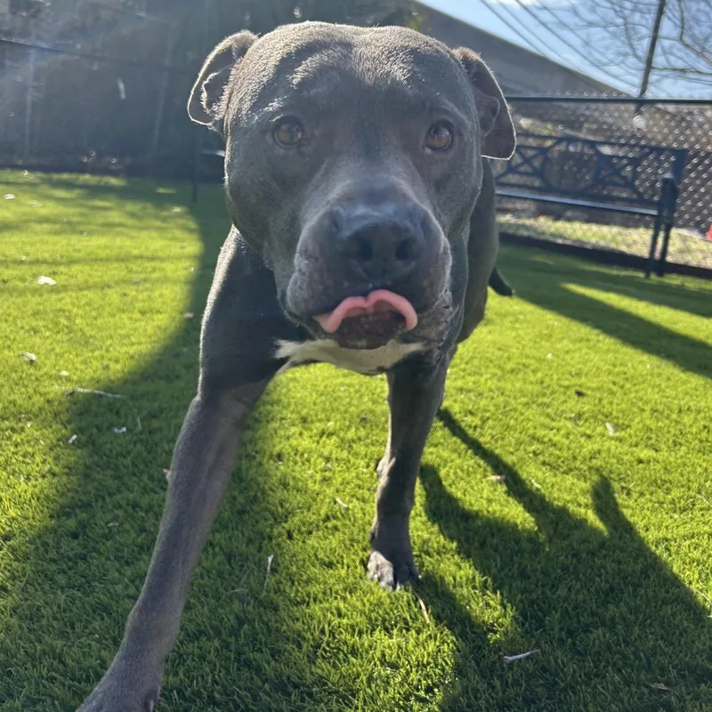 A senior medium-sized male American Staffordshire Terrier dog named Wilson for adoption in Austin, TX