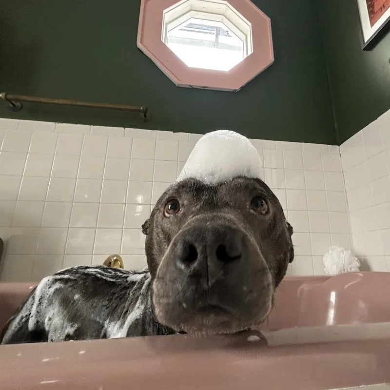 Wilson thumbnail 2
